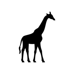 Fototapeta premium Giraffe Silhouette Standing Tall and Majestic Animal.