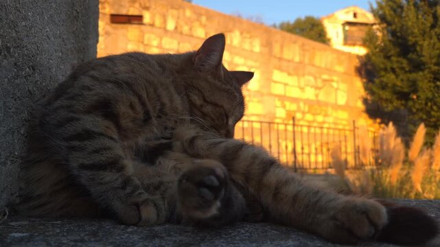 Cat grooming itself, tabby feline relaxing in golden sunset light, peaceful evening scene with stone wall background