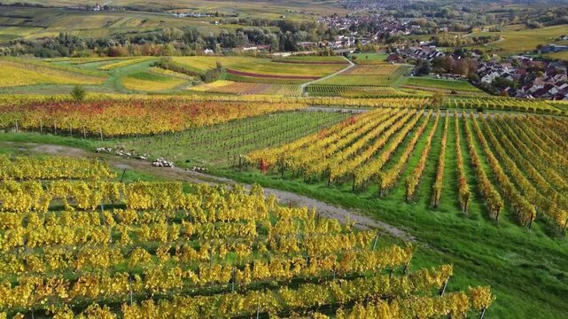 Goldene Weinberge bei Birkweiler &ndash; Herbst aus der Luft
