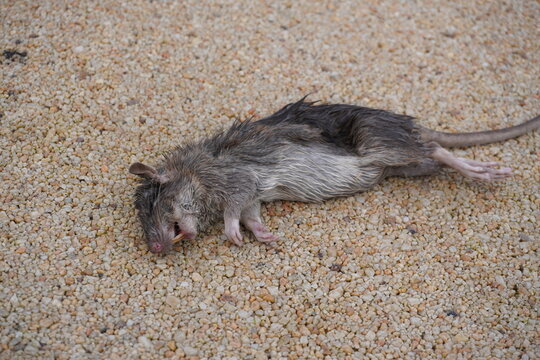 a dead rat on the ground. common vermin pest in urban area of city