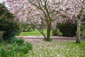 Magnolia tree in bloom during spring. trees and shrubs in public park © Paul Cartwright