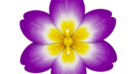 Obraz premium A single beautiful macro close-up of purple and yellow violet flowers and a pink orchid petal isolated on white background captures the spring blossom of nature's floral beauty in a garden
