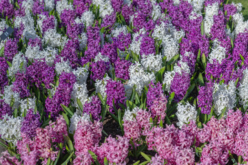 Obraz premium Field of Purple Pink and White Hyacinths