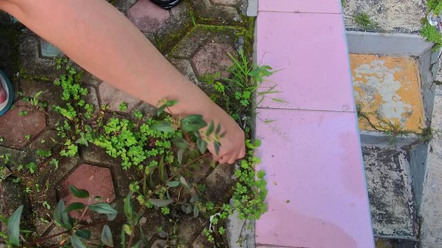 First-Person POV Video of a Hand pulling weeds from a paving block floor. POV footage of weeds being removed from the yard. Steady motion in 4K high resolution.