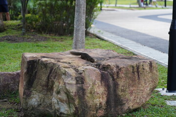Fototapeta premium Squirrel on Rock in Park Setting Wildlife Scene