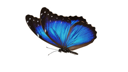 Isolated beautiful vibrant blue butterfly in graceful flight with shimmering iridescent wings © Viktor