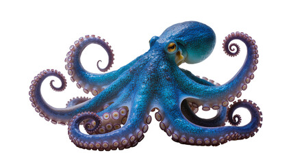 Isolated vibrant blue octopus with detailed skin texture and swirling tentacles, realistic creature © Aliona