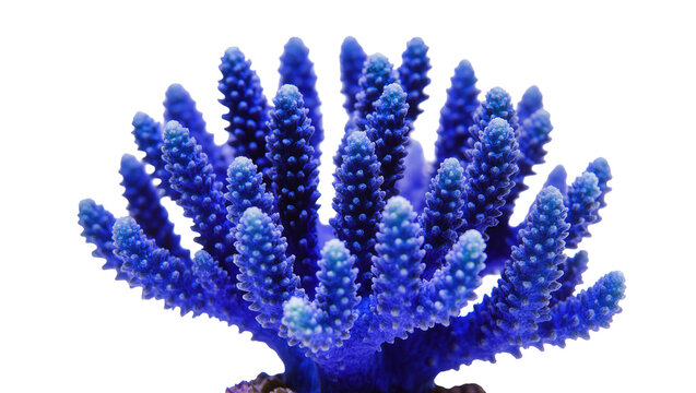 Isolated vibrant blue branching Acropora stony coral fragment, delicate marine aquarium life