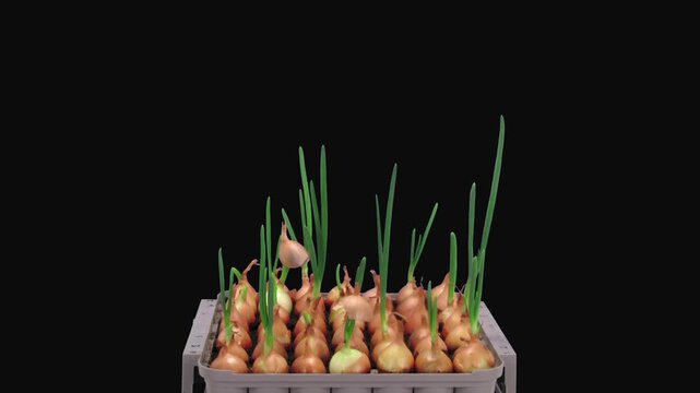 Time lapse of growing green onions (Allium cepa) isolated on black background