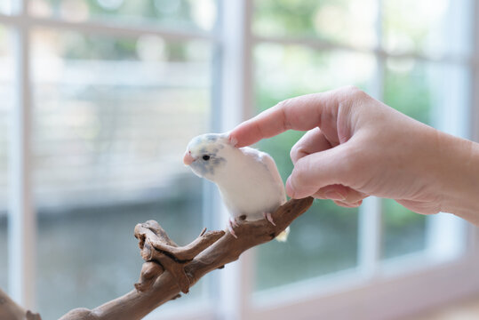 Female owner hand head scratch cute tame Forpus parrotlet bird on wood branch.