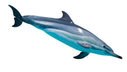 Obraz premium Isolated graceful dolphin leaping with vibrant blue hues in dynamic ocean movement