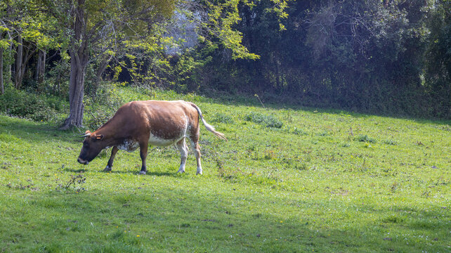 Vaca dom&eacute;stica pintada pastando en un pastizal verde y exuberante bajo la luz directa del sol. El animal de color marr&oacute;n y blanco se alimenta en primer plano, con &aacute;rboles y un bosque denso al fondo.