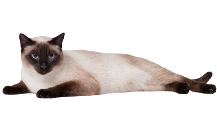 Isolated beautiful relaxed Siamese cat lying down, looking forward with striking blue eyes. © Aliona