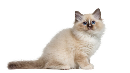 Fototapeta premium Isolated Birman kitten with stunning blue eyes and fluffy cream fur, sitting gracefully
