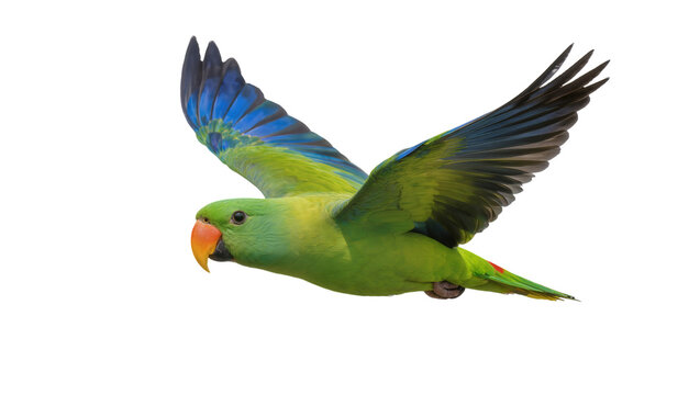 Isolated green parrot with vibrant blue wings flying gracefully, tropical bird in mid-air