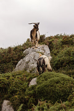 Mountain goats on a rock in a natural landscape with a minimalist sky