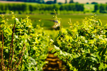 Naklejka premium Green vineyards. Pommard wine region, France
