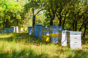Fototapeta premium Row of bee hives in green forest. Honey beehives on nature, Provence France. Beekeeping or apiculture.