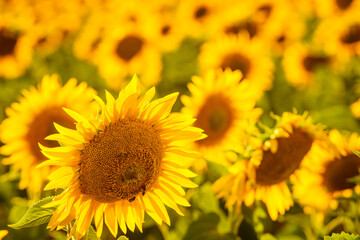 Obraz premium Field of blooming sunflowers, Provence France.