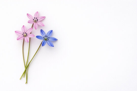 Drei kleine Fr&uuml;hlingsblumen in Rosa und Blau auf wei&szlig;em Hintergrund mit viel Platz f&uuml;r Text