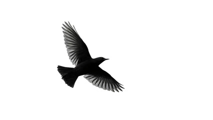 Fototapeta premium Black bird flying in the sky minimalist black and white photography