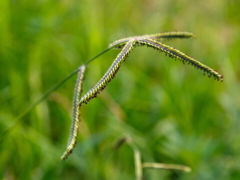 Dallisgrass (Paspalum dilatatum) close up in natural background. Paspalum dilatatum is a species of grass known by the common name dallisgrass, Dallas grass, or sticky heads