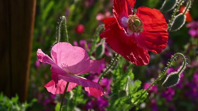 Red and pink blossoms sway in the wind as bumblebees gather pollen and nectar with hairy stems and closed buds lit by sun through leaves.