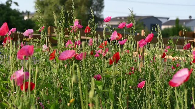 Pink flowers fill a sunlit field as bees and bumblebees gather nectar above grasses, with distant houses beneath a clear blue sky.