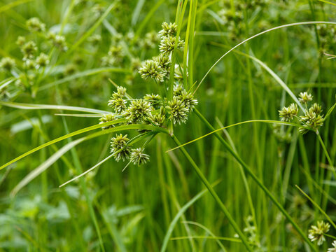 Cyperus eragrostis, commonly known as tall flatsedge or golden nutsedge, is a perennial, cespitose herb in the sedge family (Cyperaceae)