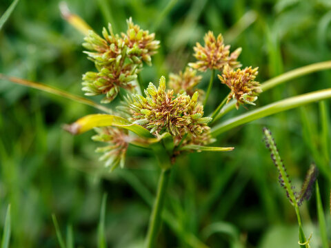 Cyperus eragrostis, commonly known as tall flatsedge or golden nutsedge, is a perennial, cespitose herb in the sedge family (Cyperaceae)