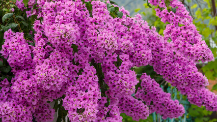 Fototapeta premium Bougainvillea is a genus of thorny ornamental vines, bushes, and trees belonging to the family Nyctaginaceae.