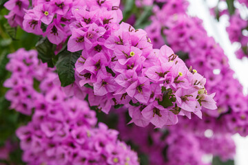 Bougainvillea is a genus of thorny ornamental vines, bushes, and trees belonging to the family...