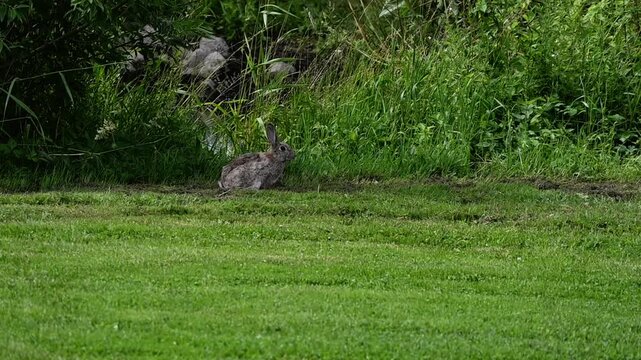 A hare sits in short meadow grass, twitching behind tall blades while looking around, with a small stream flowing in the background.