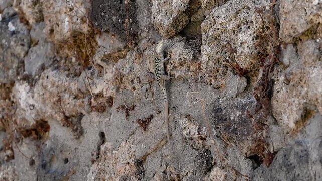 The camera watches a lizard on a rough gray stone ruin wall, then follows as it moves across the surface and slips into a small hole.