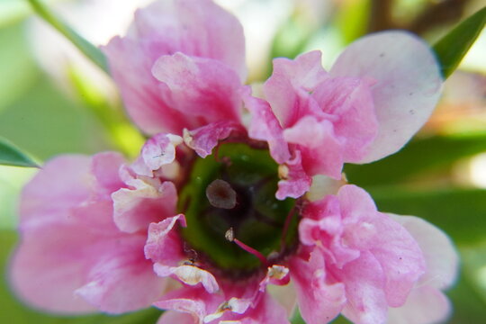 Geraldton Wax Flower Close Up