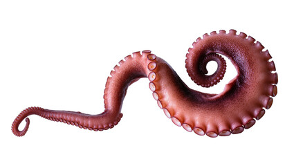 Isolated close-up of a cooked octopus tentacle with visible suckers and detailed texture © Maria