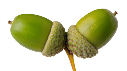 Isolated unripe vibrant green acorns on a short stem, fresh young oak nuts, nature © Maria