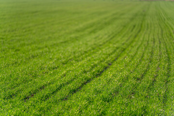 Naklejka premium Green field with parallel stripes or mown grass lines in countryside.