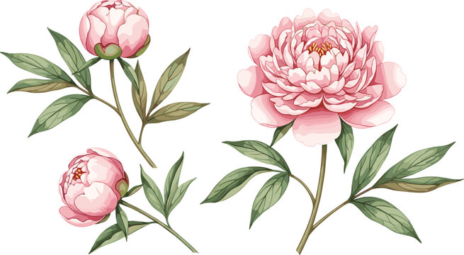Blooming peony stems set. Soft pink flowers with buds and detailed foliage. Botanical floral illustrations for wedding design, spring themes, and elegant decoration.