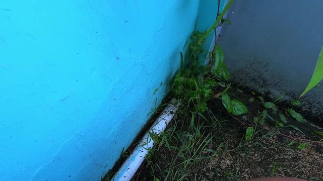 First-person Video of A brown-skinned man's hands clearing dirt and weeds around a drain pipe in a yard. POV footage of weeds being removed from the yard. Steady motion in 4K high resolution.
