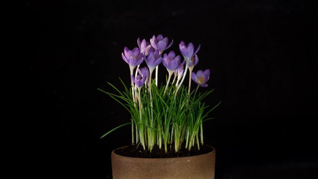 Macro timelapse of purple crocus flowers growing and blooming from a terracotta clay pot. Beautiful spring flowers opening their petals against a solid black background. High-quality 4K footage showin