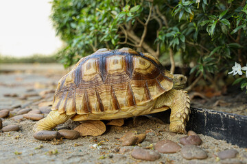 Obraz premium The Sulcata tortoise is in the lawn, excited by the vast expanse of grass.