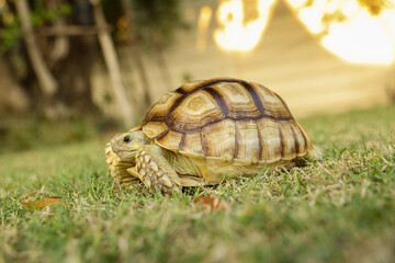 Obraz premium The Sulcata tortoise is in the lawn, excited by the vast expanse of grass.