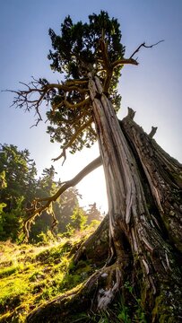 A tree with a twisted trunk and branches in a forest