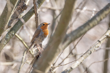 Rudzik, rudzik zwyczajny, raszka (Erithacus rubecula) © Janusz Lipiński