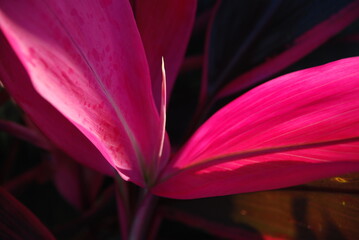 Nahaufnahme Keulenlilien © hahilinchen