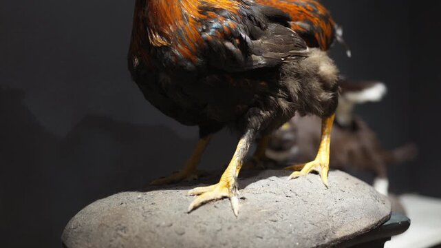 A rooster with four legs standing in the dark.