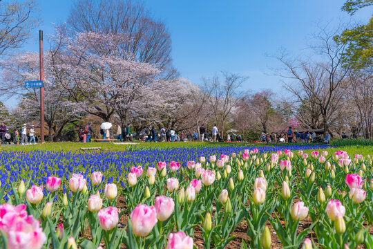 Scenic view of Tulip garden with Sakura Trees background in Springtime at Showa Kinen Memorial Park, Tachikawa, Tokyo, Japan