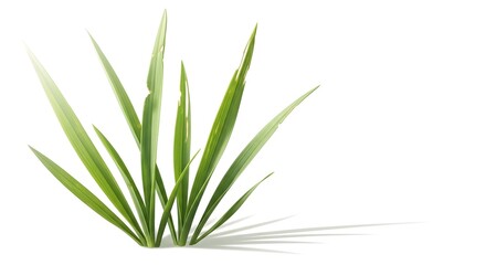 Fototapeta premium High resolution shot of green grass blades showing natural imperfections and texture, isolated on a white background with soft shadow.