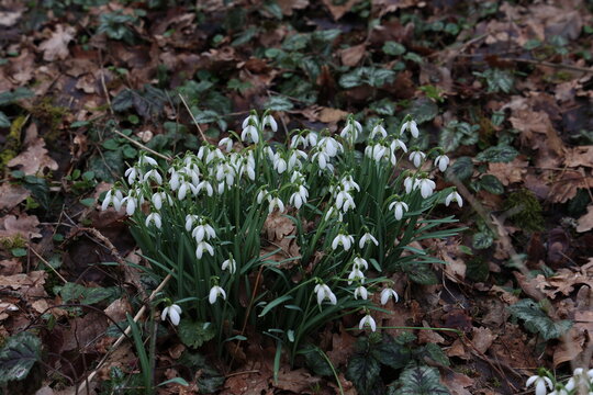 Snowdrops bloom in the forest in spring